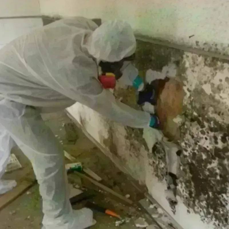 Mold Remediation and Removal in Hiram, ME